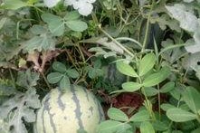 六月娱乐吃瓜季