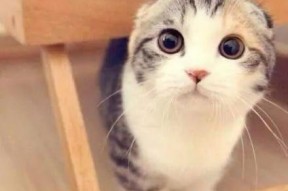 吃瓜娱乐君折耳猫,吃瓜娱乐君带你揭秘网红宠物的魅力与争议