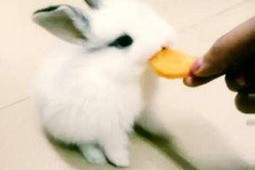 娱乐吃瓜小兔兔,小兔兔的吃瓜日常